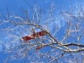 Steve's Plane in tree_1